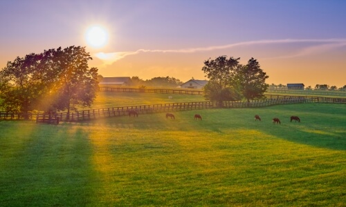 A beautiful farm ecosystem